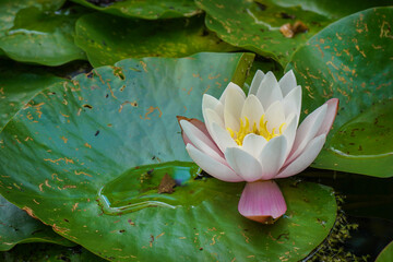 A white water lily in a pond - obrazy, fototapety, plakaty