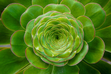 Close-up of the rosette of an Aeonium undulatum plant	