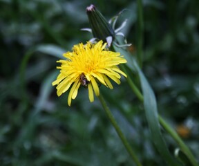 bee on dandelion