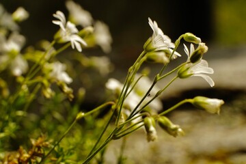 Alps white flowers