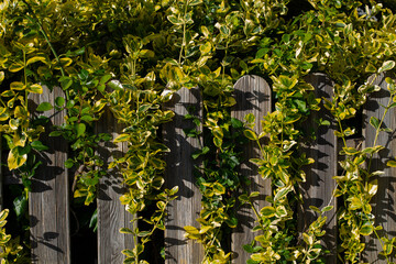 Green and yellow foliage of a climbing bush winds around a wooden fence on a sunny day