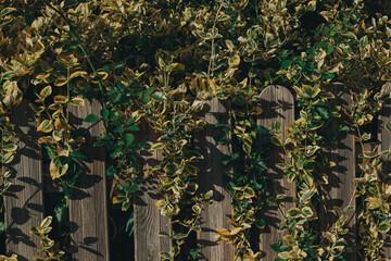 Green and yellow foliage of a climbing bush winds around a wooden fence on a sunny day