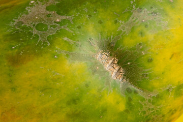 Papaya fruit and skin details on a yellow background