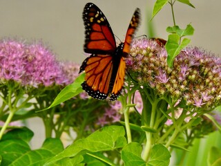 Fototapeta na wymiar Bees, Butterflies and more