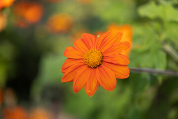 Ringelblume (Calendula officinalis)
