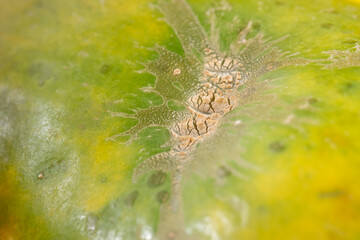 Papaya fruit and skin details on a yellow background