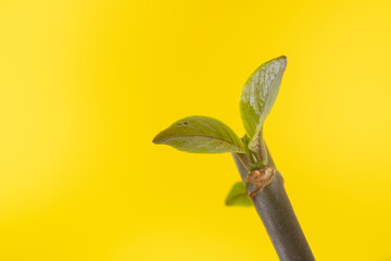 New leaves grow on plant branches