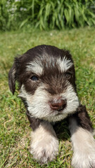 Brown and white miniature schnauzer puppy learning to walk in the grass.