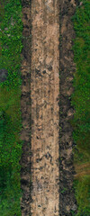 A new dirt road through a lush green forest.  