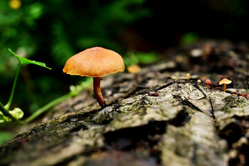 toadstool. grows on rotting tree trunks. This mushroom is often used as food