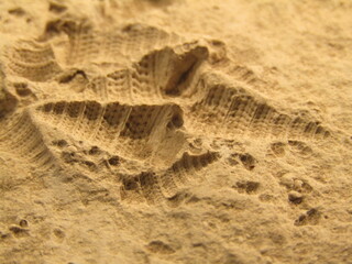 fossile