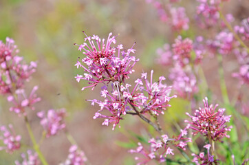 Obraz premium A Pink Wildflower on Summer
