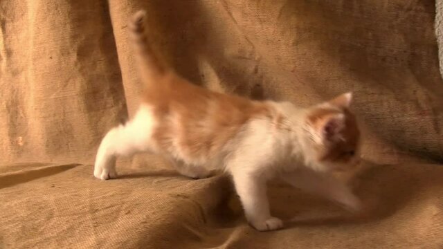 Gattino