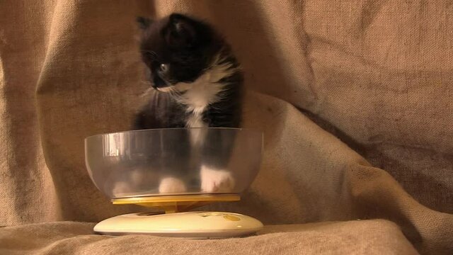 Gattino