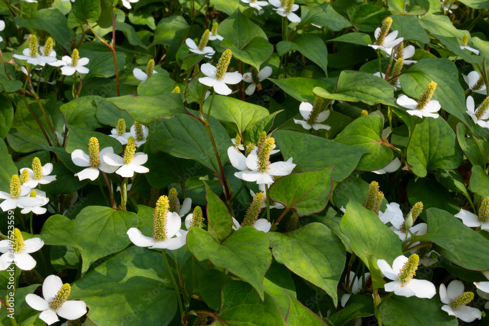 Wall mural fresh white flowering houttuynia cordata plants