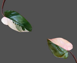 Top view, design flat lay frame of philodendron pink princess leaf isolated on gray background for...