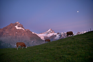 Bergidylle in den Alpen im Abendrot