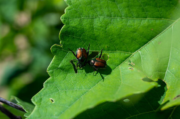 Macro insect