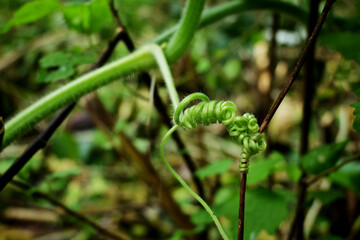 Spiral-shaped shoots of pumpkin leaves