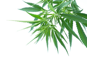 Cannabis or hemp plant leaves isolated on white background