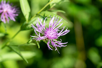 Close-up plants