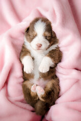 Fototapeta na wymiar Adorable Newborn Puppy Sleeping