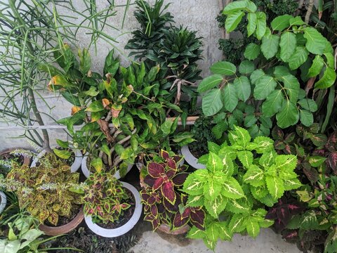 Various type of colorful decorative plants on a corner of a rooftop garden -a vertical photo of rooftop garden