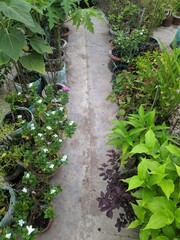 A passage or road made by plants on both side of rooftop garden- a vertical photo with space to write your text 
