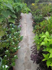 A passage or road made by plants on both side of rooftop garden- a vertical photo with space to write your text 