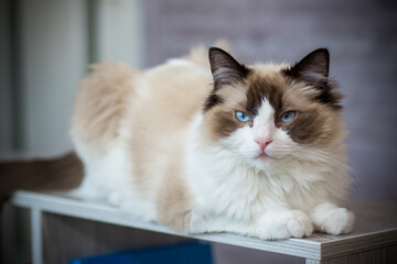 Young beautiful purebred Ragdoll cat at home