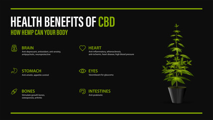 Benefits of CBD for your body, black poster with infographic and bush of cannabis in pot. Health benefits of Cannabidiol CBD from cannabis, hemp, marijuana, effect on body