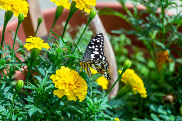 Papilio demoleus is butterfly of genus Papilio of sailfish family Papilionidae. Beautiful butterfly sitting on flower or plants, feeds on nectar.