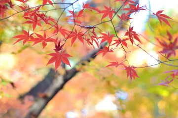 Obraz premium 日本画のような紅葉