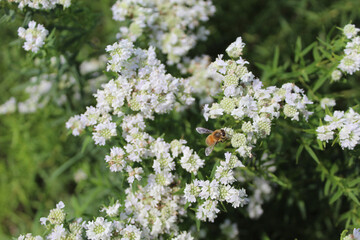 Honey bee feeding on slender mountain mint at the Linne Woods restored prairie in moton Grove, Illinois