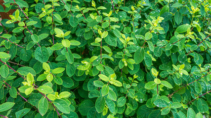 Leaves of Real, common or forest honeysuckle. Natural background