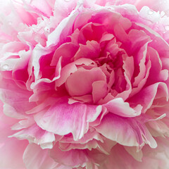 Blooming delicate pink peony in summer garden after rain with drop. Paeonia officinalis. Beautiful pink flower for cover, banner, postcard