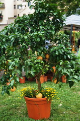 Fototapeta na wymiar Orange plant in a garden