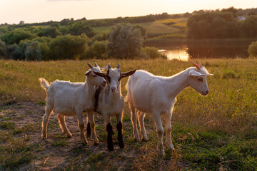 Obraz na płótnie Canvas Three young cute goats poses to camera at sunset. A young goat kids grazing in the evening. Beautiful rural landscape in the background.