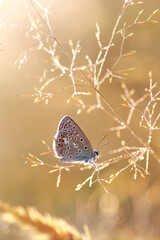 Motyl - Polyommatus icarus  © Iwona