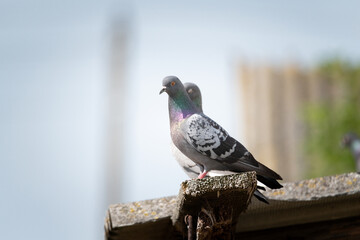 Field pigeons are sitting on the rooftop farm.