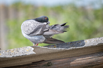 Field pigeons are sitting on the rooftop farm.