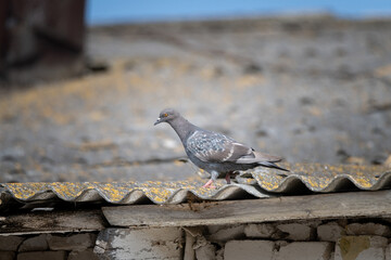 Field pigeons are sitting on the rooftop farm.