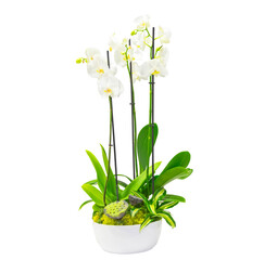 Composition of plants in a white low pot of white flowering orchids, ripe seeds of inflorescences of lotus, dracaena and moss. Isolated on white background.