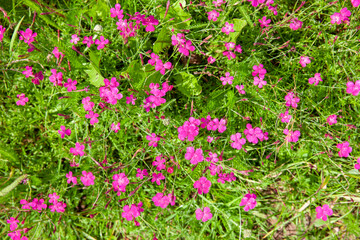 Fototapeta premium Pinkfarbene Wildnelke in der Rhön
