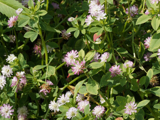 (Trifolium resupinatum) Trèfle de Perse à tiges ramifiées au nombreux capitules de petites...