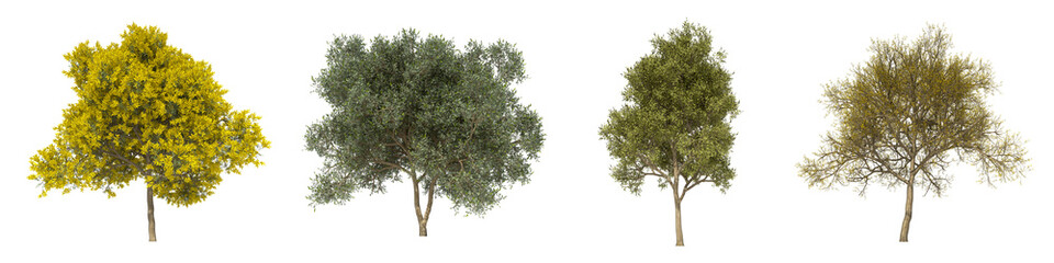 Green trees isolated on white background. Silver wattle tree matures in all seasons. Acacia dealbata tree isolated with clipping path 3D illustration