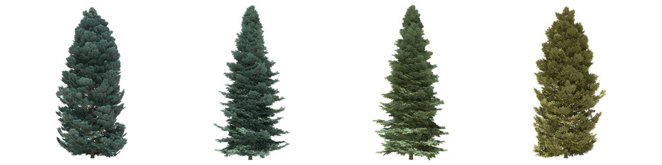 Green trees isolated on white background. Colorado white fir tree matures in all seasons. Abies concolor tree isolated with clipping path 3D illustration