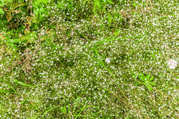 Frühlings-Hungerblümchen Darba verna in der Rhön