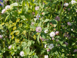 Trifolium resupinatum - Trèfle de Perse ou trèfle renversé à floraison rose à violet sur tige à feuillage trifolié, folioles ovales à marges d'aspect épineux