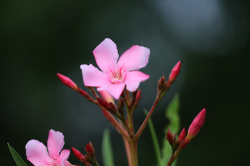 Closeup of beautiful pink Oleander flowers (Nerium oleander) in a park